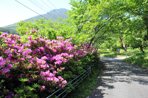 つつじと開聞岳