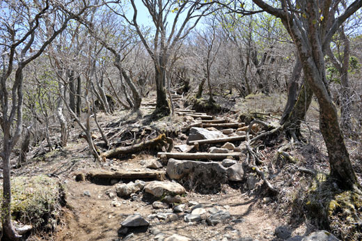 韓国岳登山口付近の登山道の様子