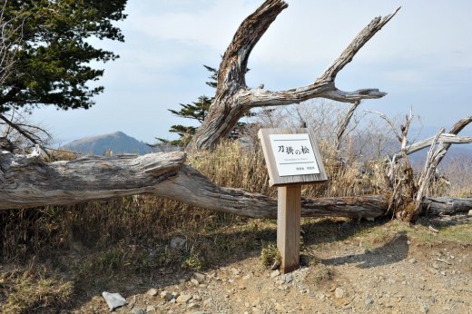 剣山の刀掛けの松