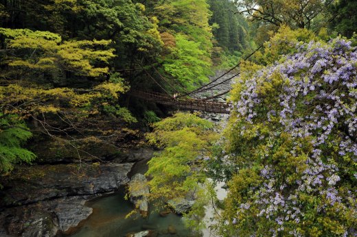 奥祖谷のかずら橋