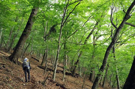 一石山　ミズナラの巨木