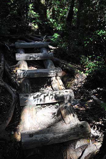 屋久島の整備された登山道