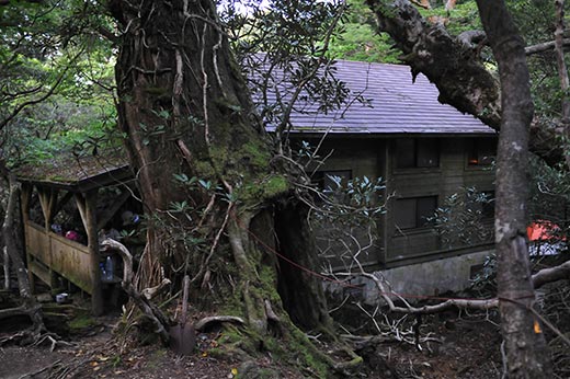 屋久島　新高塚小屋