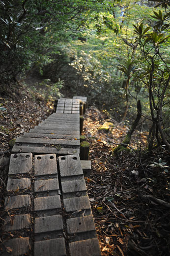 屋久島の登山道