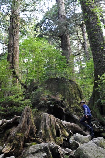 屋久島　ウィルソン株