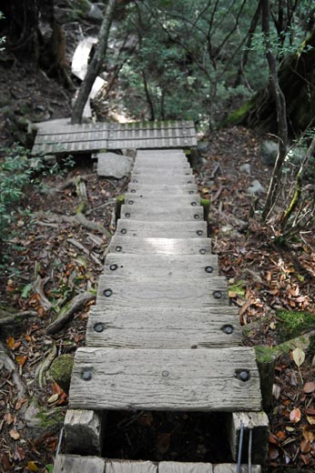 縄文杉トレッキング　登山道の様子