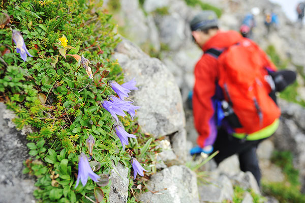 剣岳の岩壁に咲く高山植物