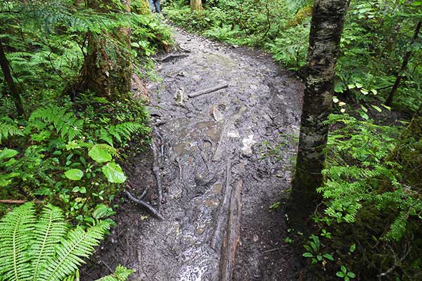 雨でぬかるんだ登山道