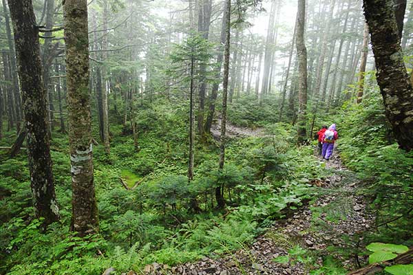 雨の樹林帯を登る