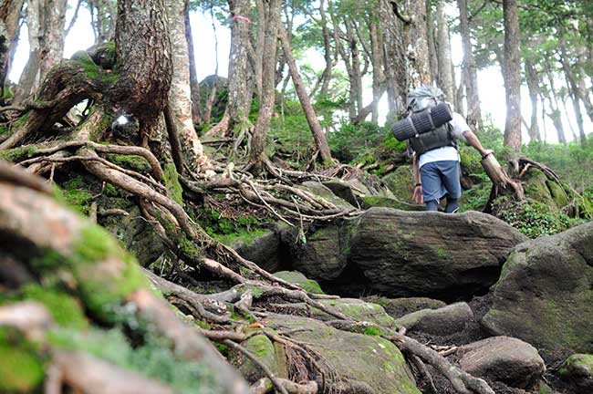 八ヶ岳の樹林帯