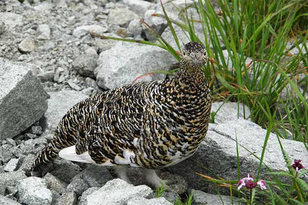 北アルプスの雷鳥