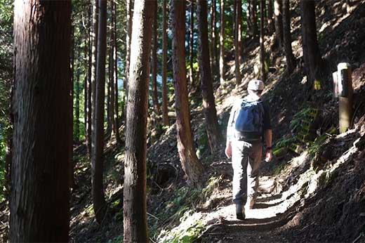 登山道の様子　樹林帯