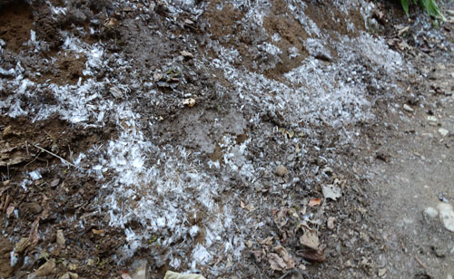 高尾山 6号路の霜柱