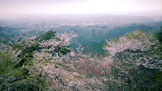 1号路からの眺望。桜と