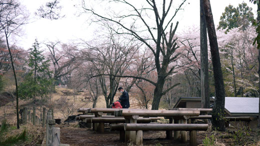 一丁平と桜