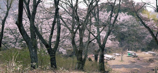 高尾山 一丁平の桜