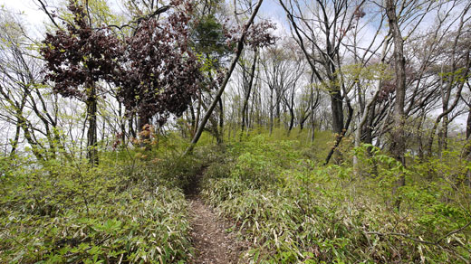 熊笹の登山道の様子