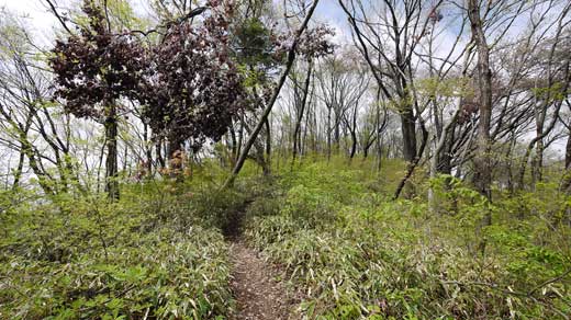 城山東尾根の様子4