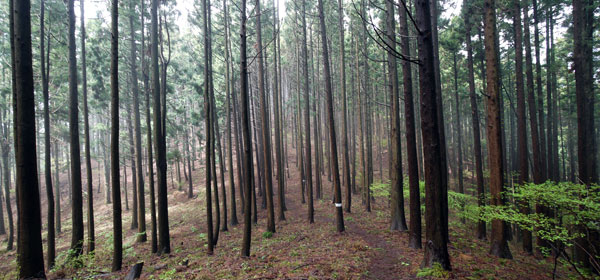 城山東尾根 登山道の様子