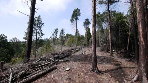 クリックして画像を拡大 城山東尾根 城山山頂付近