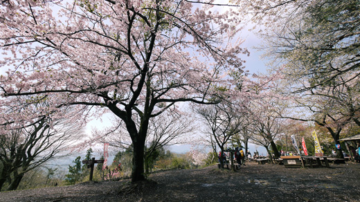 城山の桜