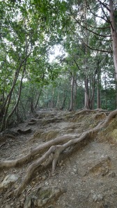 稲荷山コースの様子　木の根っ子