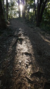 西日が差してきた稲荷山コース